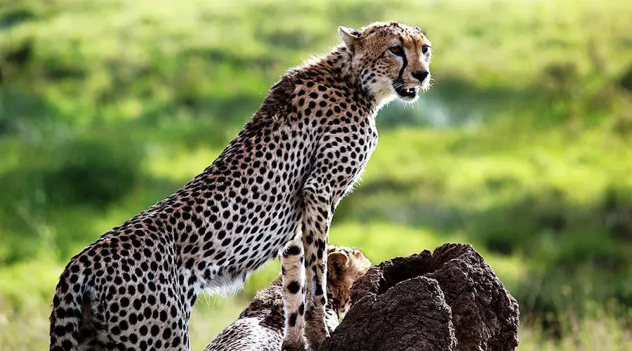 Kuno National Park - New Home of Namibian Cheetahs